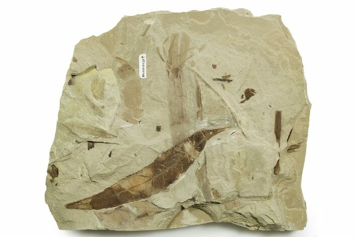Fossil Leaf and Horsetail Plate - Green River Formation, Utah #368735